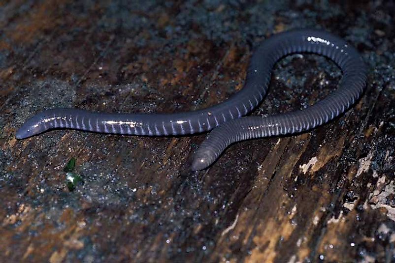 The worm-like Gaboon Caecilian (Geotrypetes seraphini).