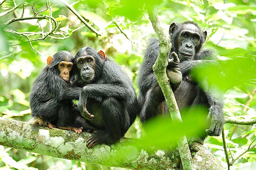 Chimpanzees in Ugandan forests.