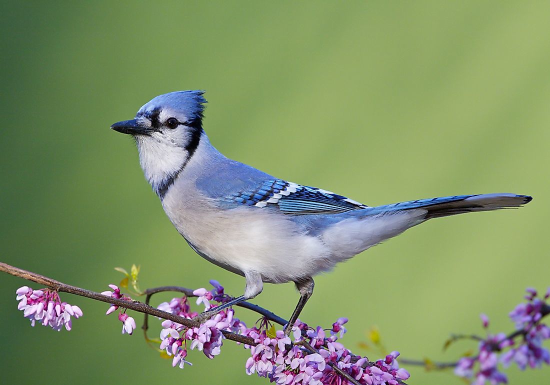 The blue jay is known for its blue coloring and prominent crest.