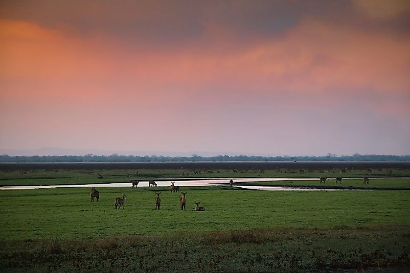 Antelope gather near the water at sunset in Gorongosa National Park.