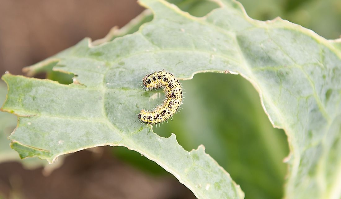A cabbage butterfly caterpillar munching on a cabbage leaf.