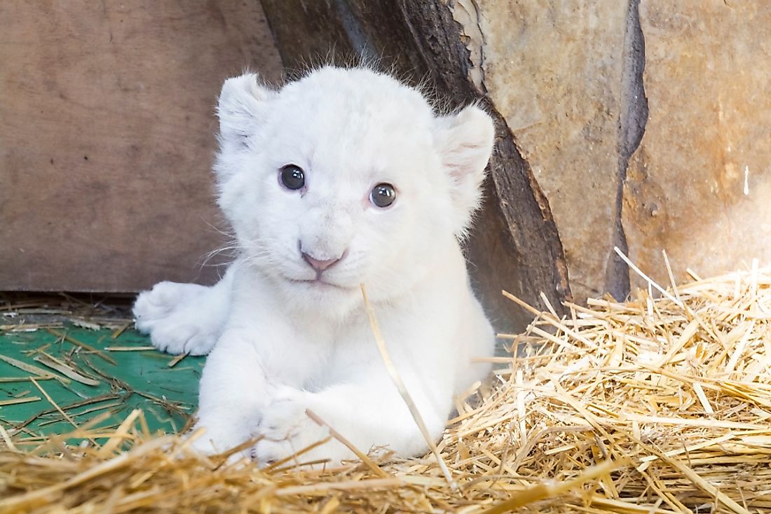 White lion cub born at a zoo. 