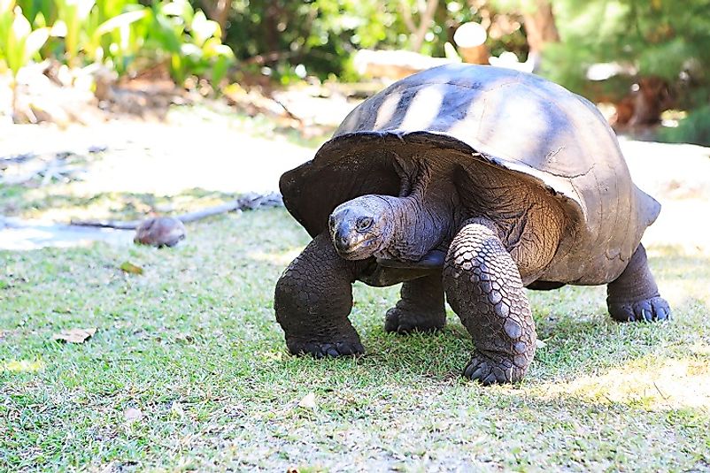A Giant Tortoise in the Aldabra Atoll.