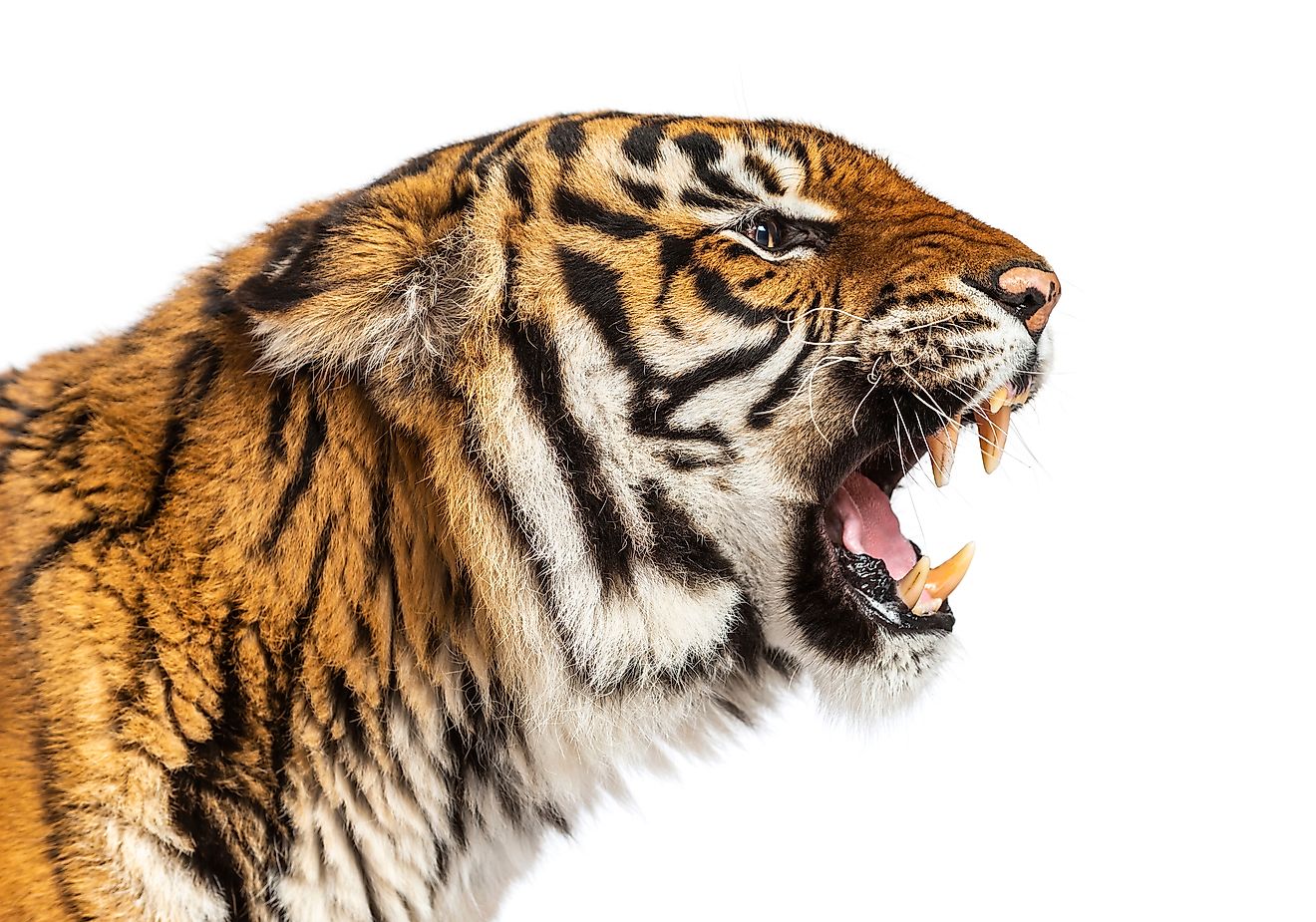 The tiger is a hypercarnivore and apex predator.