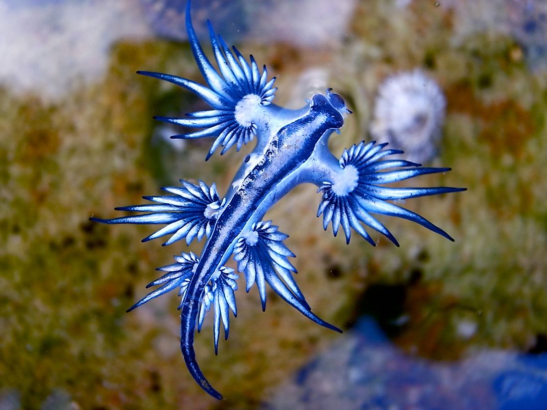 An up-close view of a blue glaucus. 