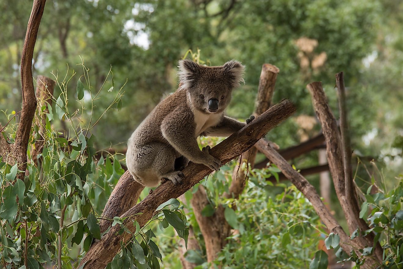 The koala bear plays a very significant role in this eucalyptus forest ecosystem of Australia but unfortunately suffers from many threats to its survival.