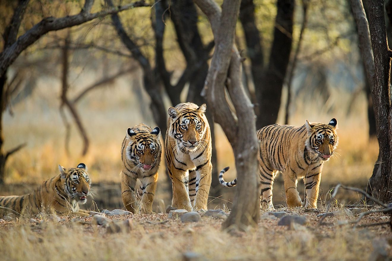 Tiger family on a stroll early morning at Ranthambhore National Park, Rajasthan, India. Image credit: Archna Singh/Shutterstock.com