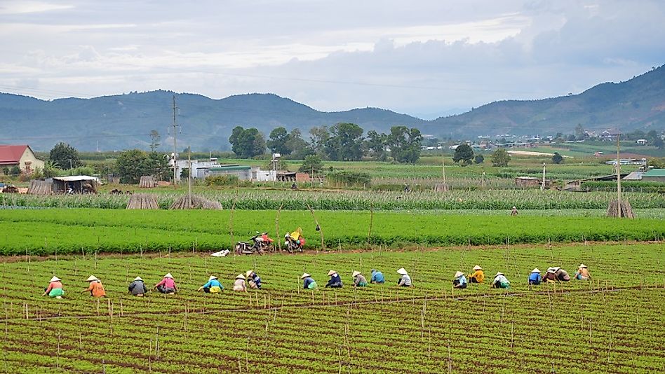 Female farm workers, such as these in Vietnam's Mekong River Valley, work long hours for volatile, often low, pay.