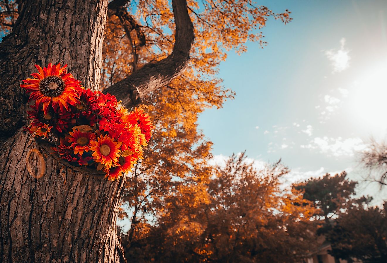 Fall flowers in the trunk of a tree in Omaha, Nebraska.