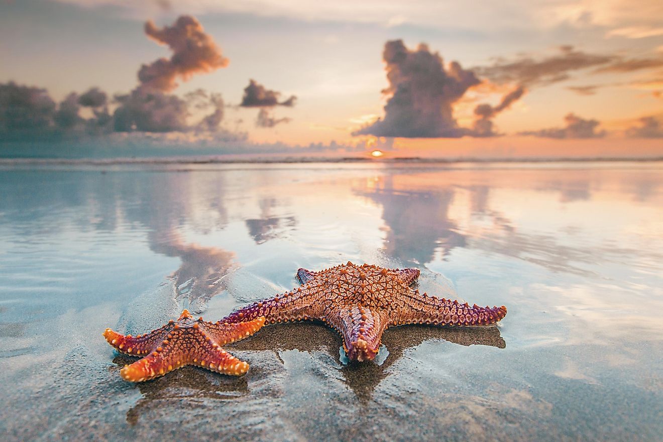 Starfish actually do have eyes, placed on the ends of each of their arms.