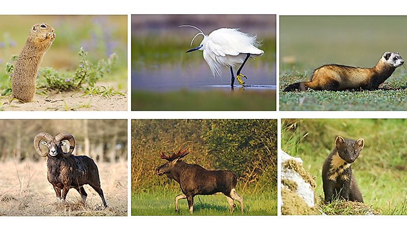 A selection of animals that live in Ukraine. 