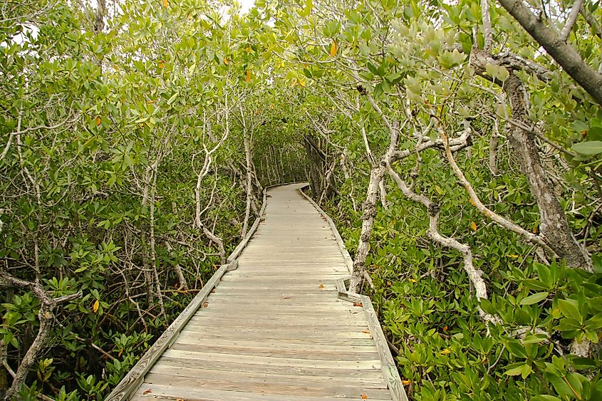 Key Largo vegetation