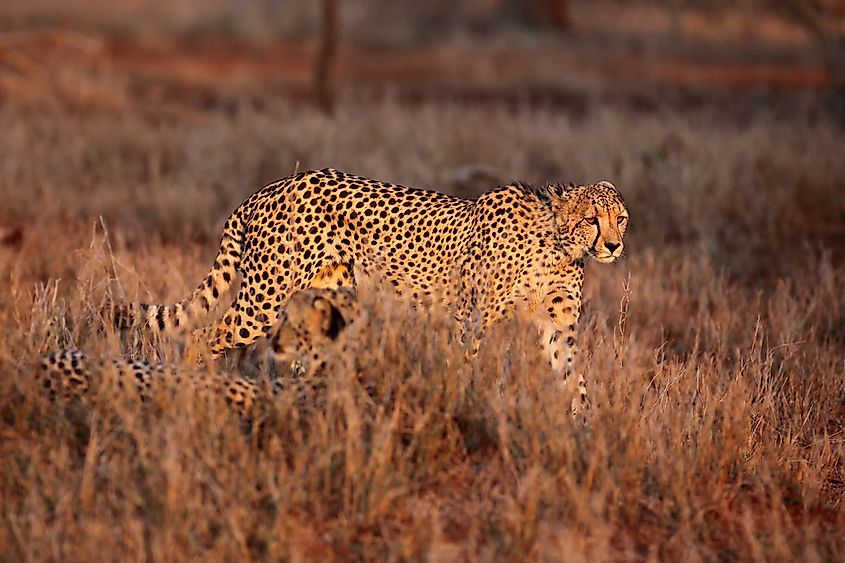 A cheetah on the prowl