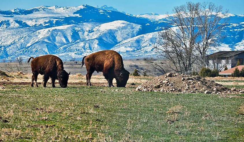 Two bison in Sheridan, Wyoming