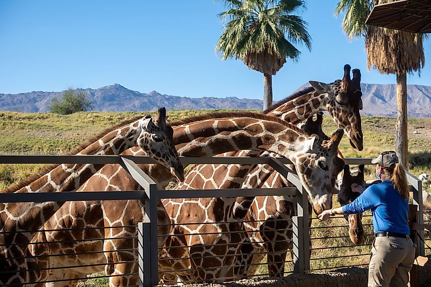 Giraffe at Living Desert Zoo and Gardens, Palm Desert, California