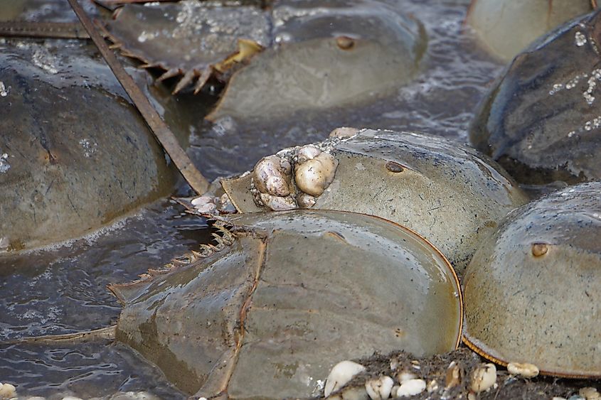 Horseshoe Crabs (Kitts Hummock, Delaware).