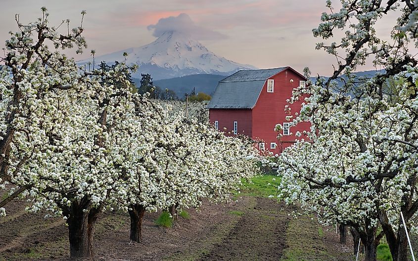 Red barn in pear orchard in Hood River, Oregon.