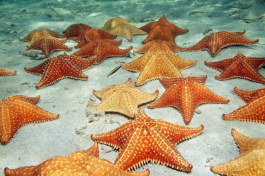 cushion starfish on a sandy ocean floor