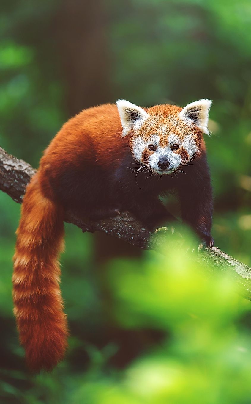 Red Panda (Ailurus fulgens) on the tree.