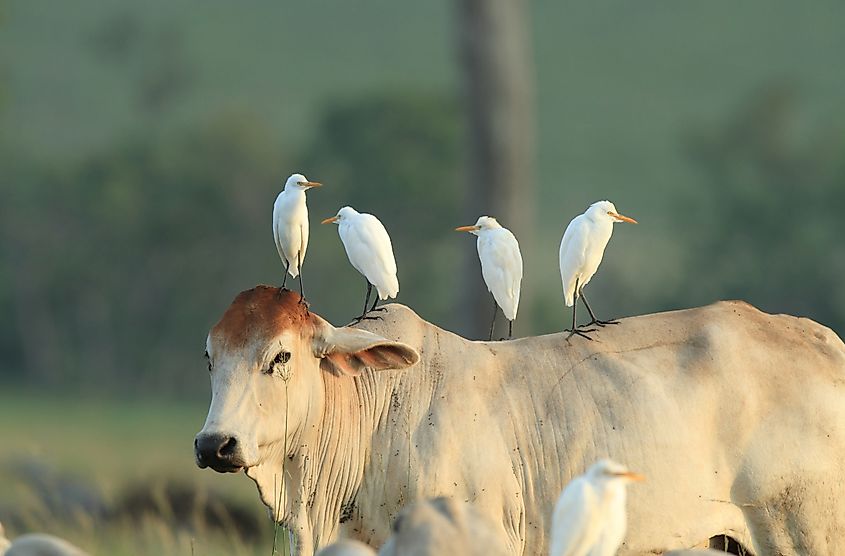 Cattle egrets standing atop a cow 