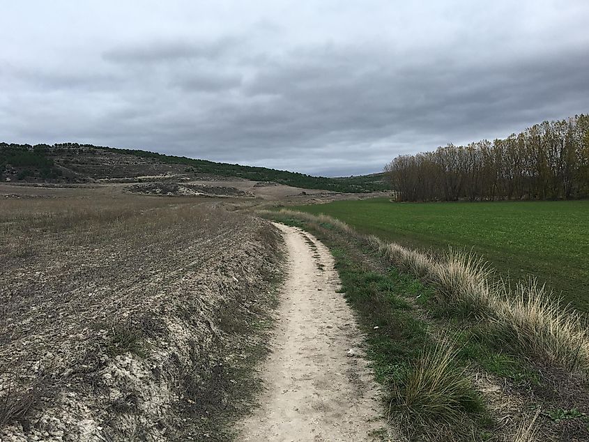 A dirt trail splits through a farmer's field - half dry and grey, half green and vibrant. 
