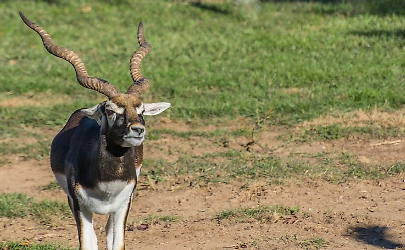An angry Blackbuck Antelope with Large Horns. Image used under license from Shutterstock.com.