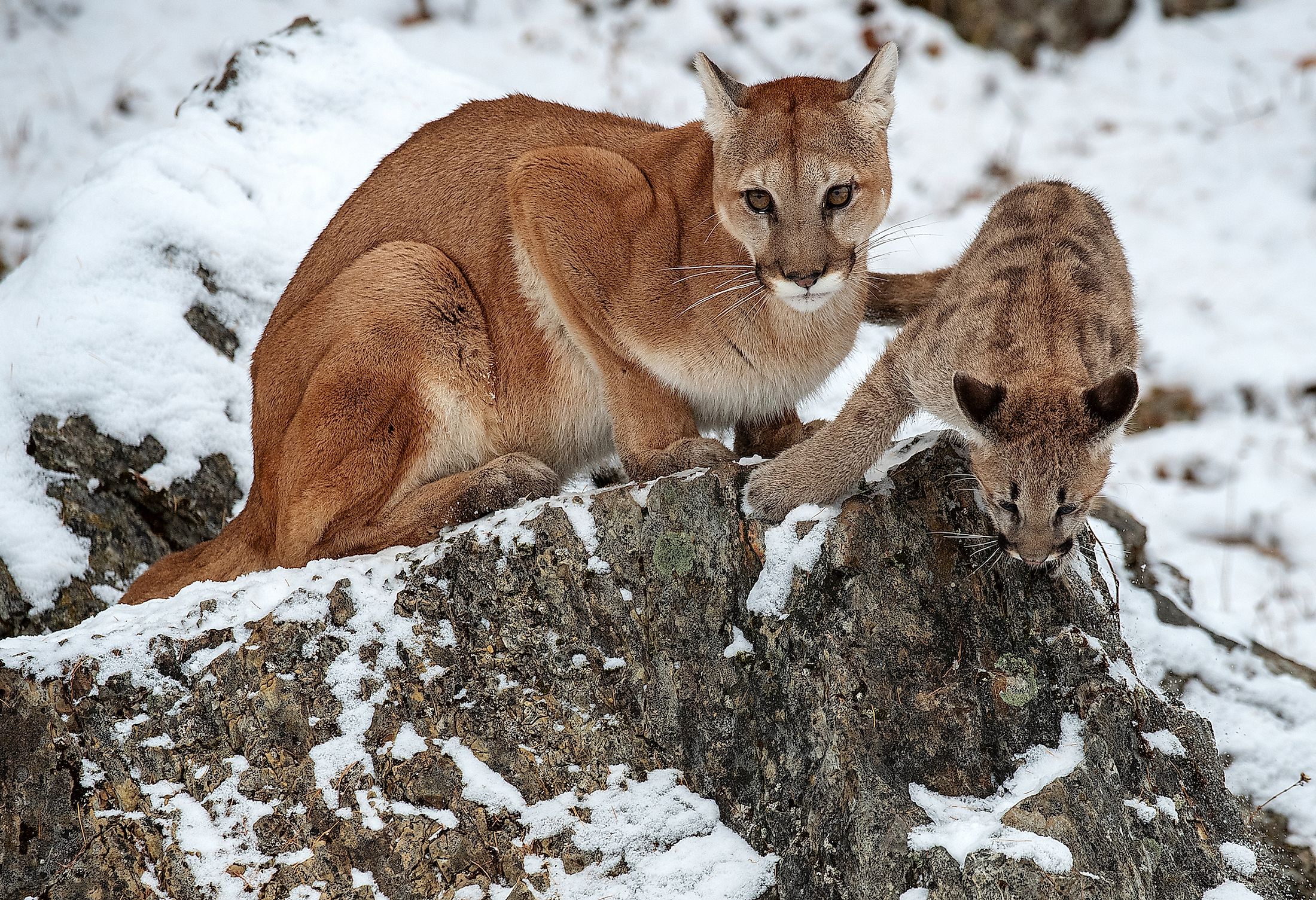 A mountain lion with cub.