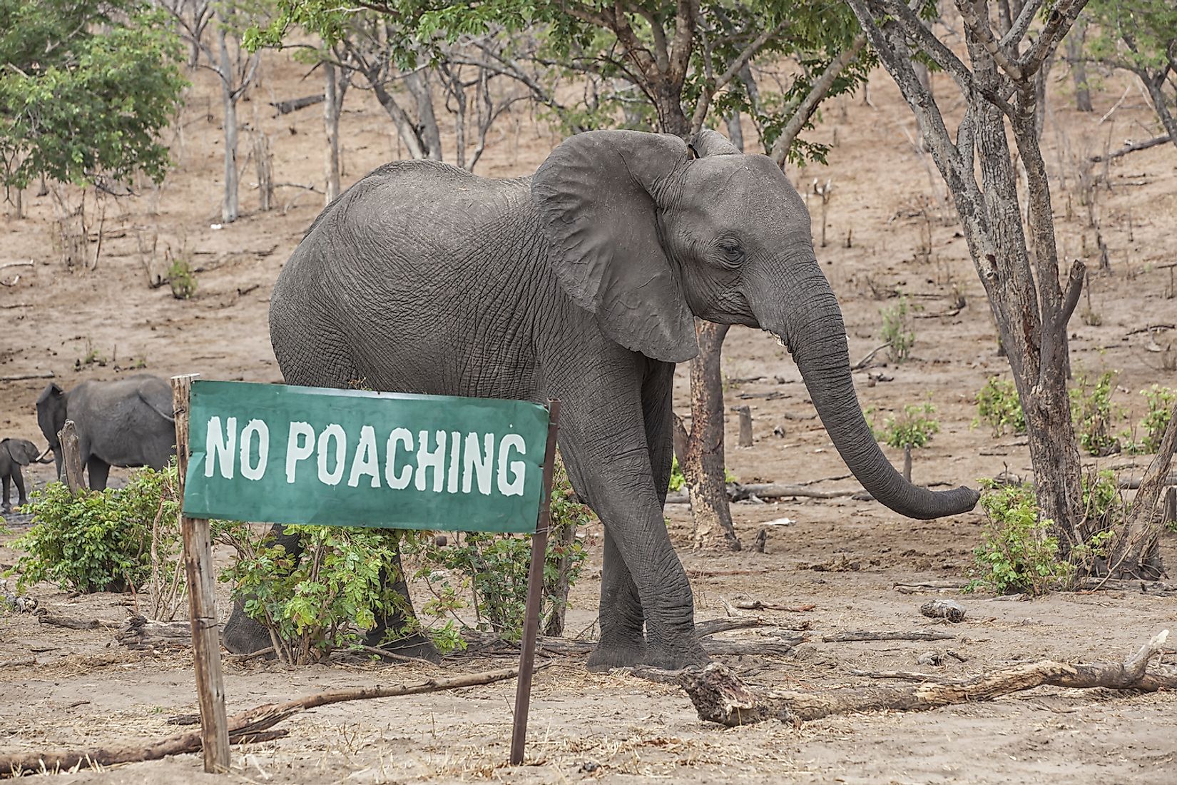 Poaching of wildlife for illegal wildlife trade is one of the biggest threats to the world's wildlife. Image credit:  Michael Wick/Shutterstock.com